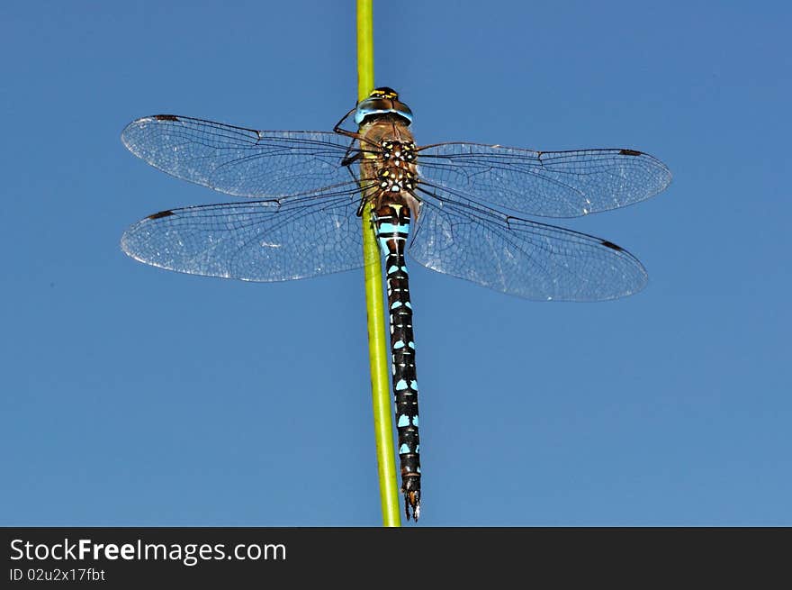 Blue Aeshna mixta dragonfly upon sky on green stalk