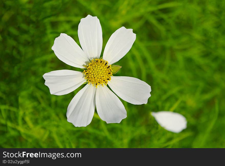 The daisy with fallen petal. The daisy with fallen petal.