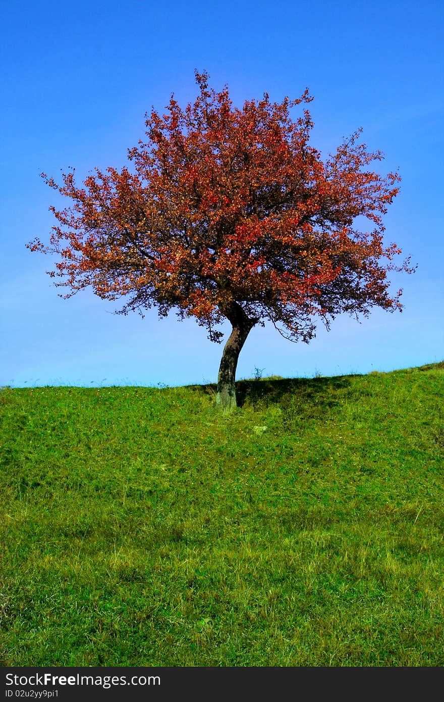 Lonely tree