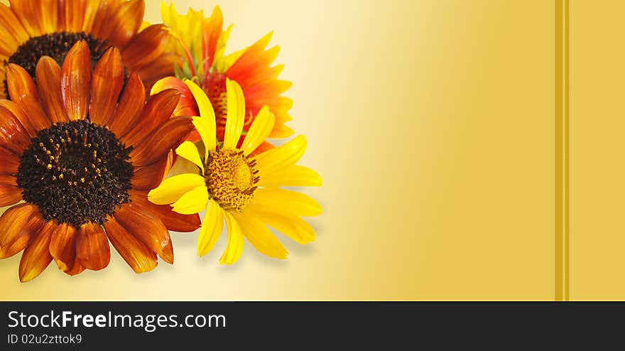 The flowers on beige background. The flowers on beige background