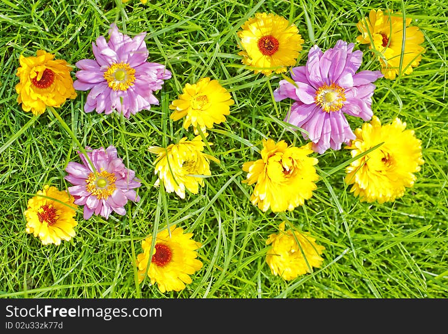 meadow with pink and yellow flowers. meadow with pink and yellow flowers