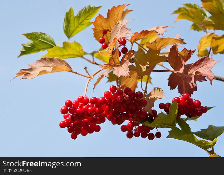 The red berry against the background of blue sky. The red berry against the background of blue sky.