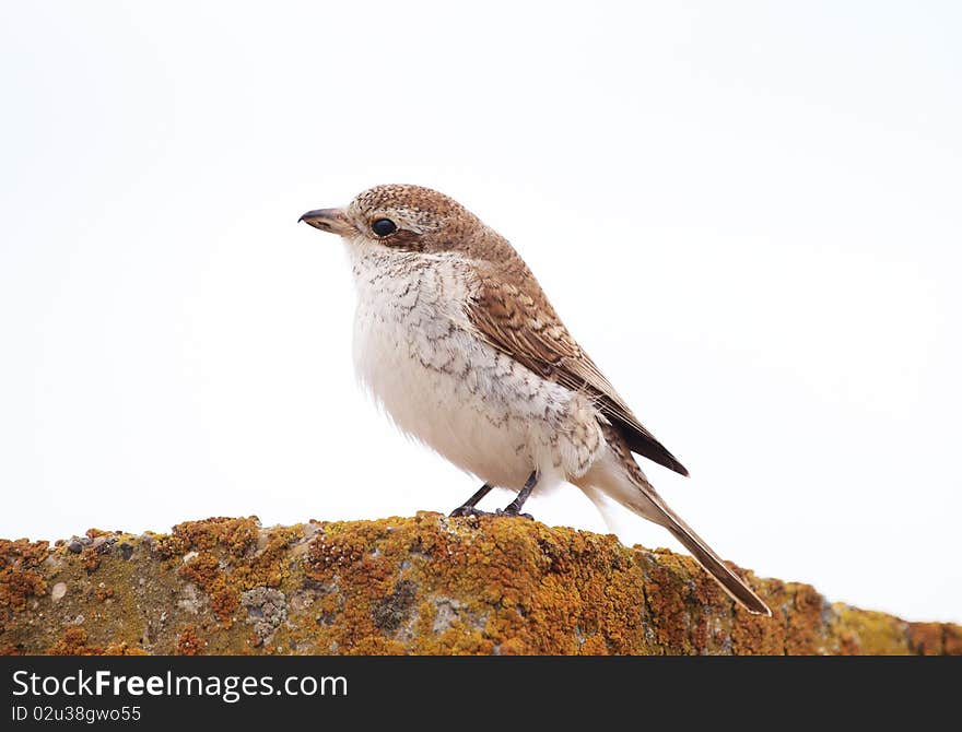 Red-backed Shrike