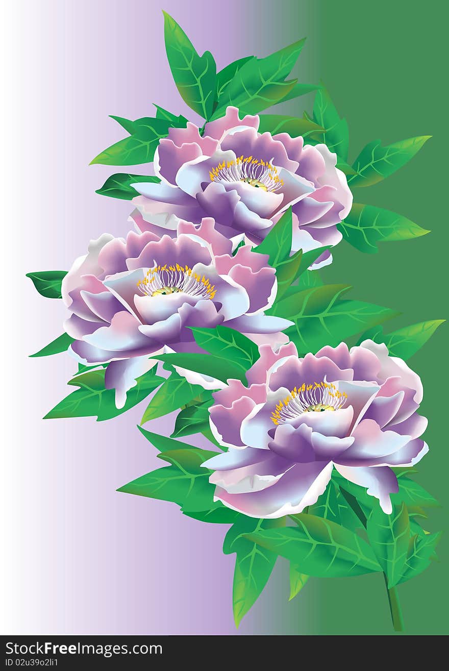 Bouquet of pions on a purple background