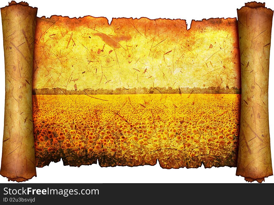 Field of the flowering sunflower