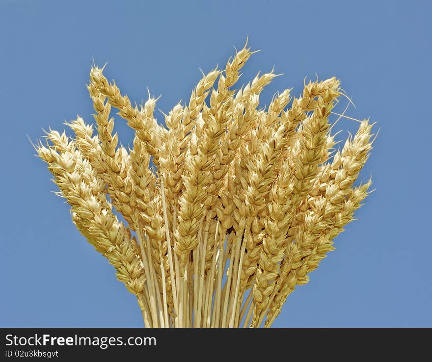 Wheat spikes and blue sky background