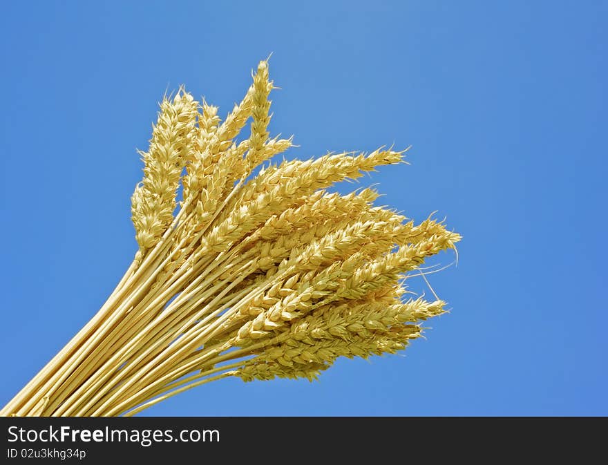 Bunch of wheat spikes and blue sky background