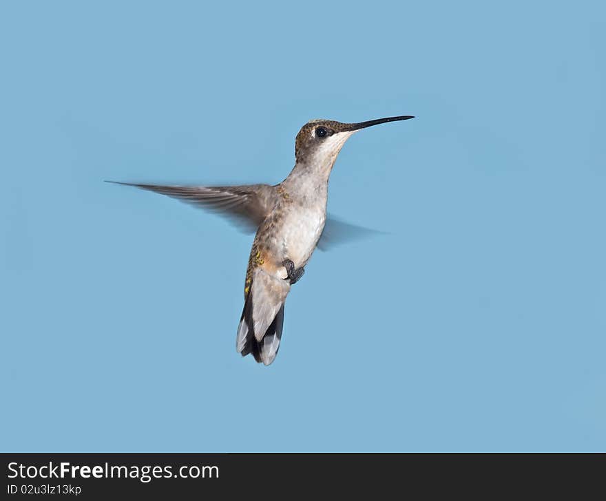 Hummingbird in flight with blue sky background