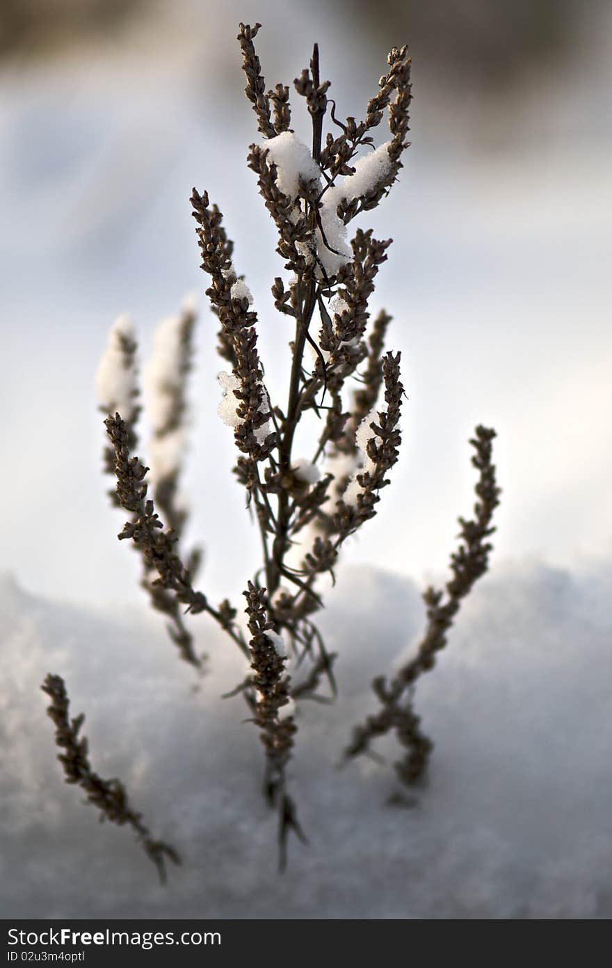 Winter plant