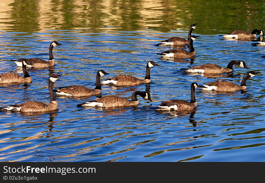 Groups of cnadian goose swimming in a lake. Groups of cnadian goose swimming in a lake