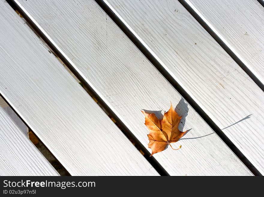 Autumn picture with dried leaf