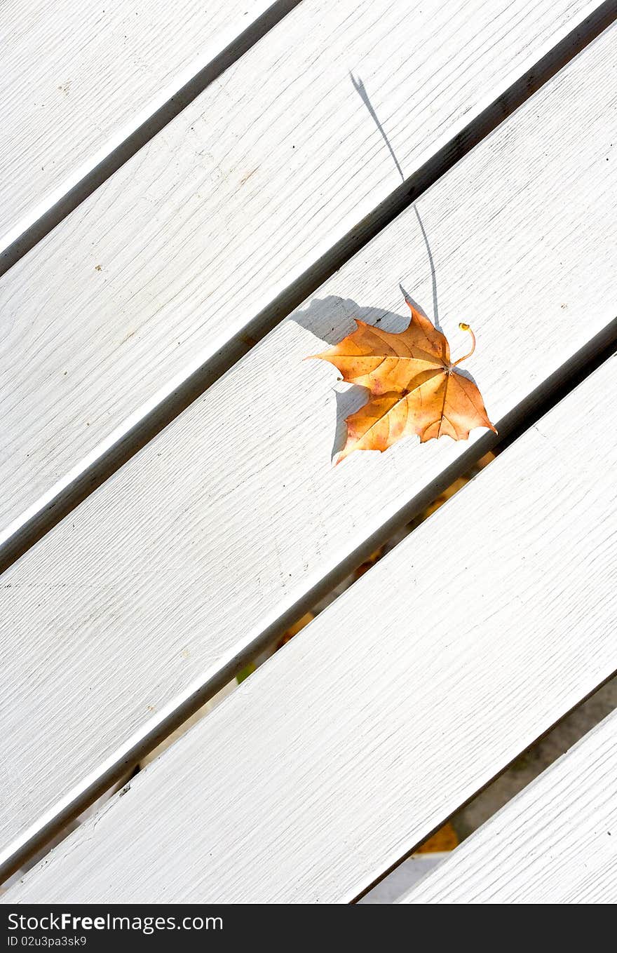 Autumn picture with dried leaf