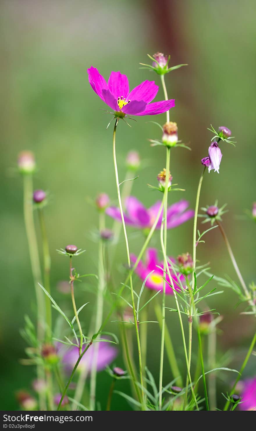 Cosmos flower