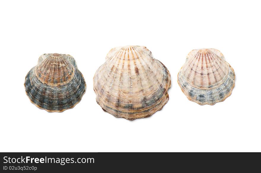 Composition of exotic shells isolated on a white background close-ups. Composition of exotic shells isolated on a white background close-ups