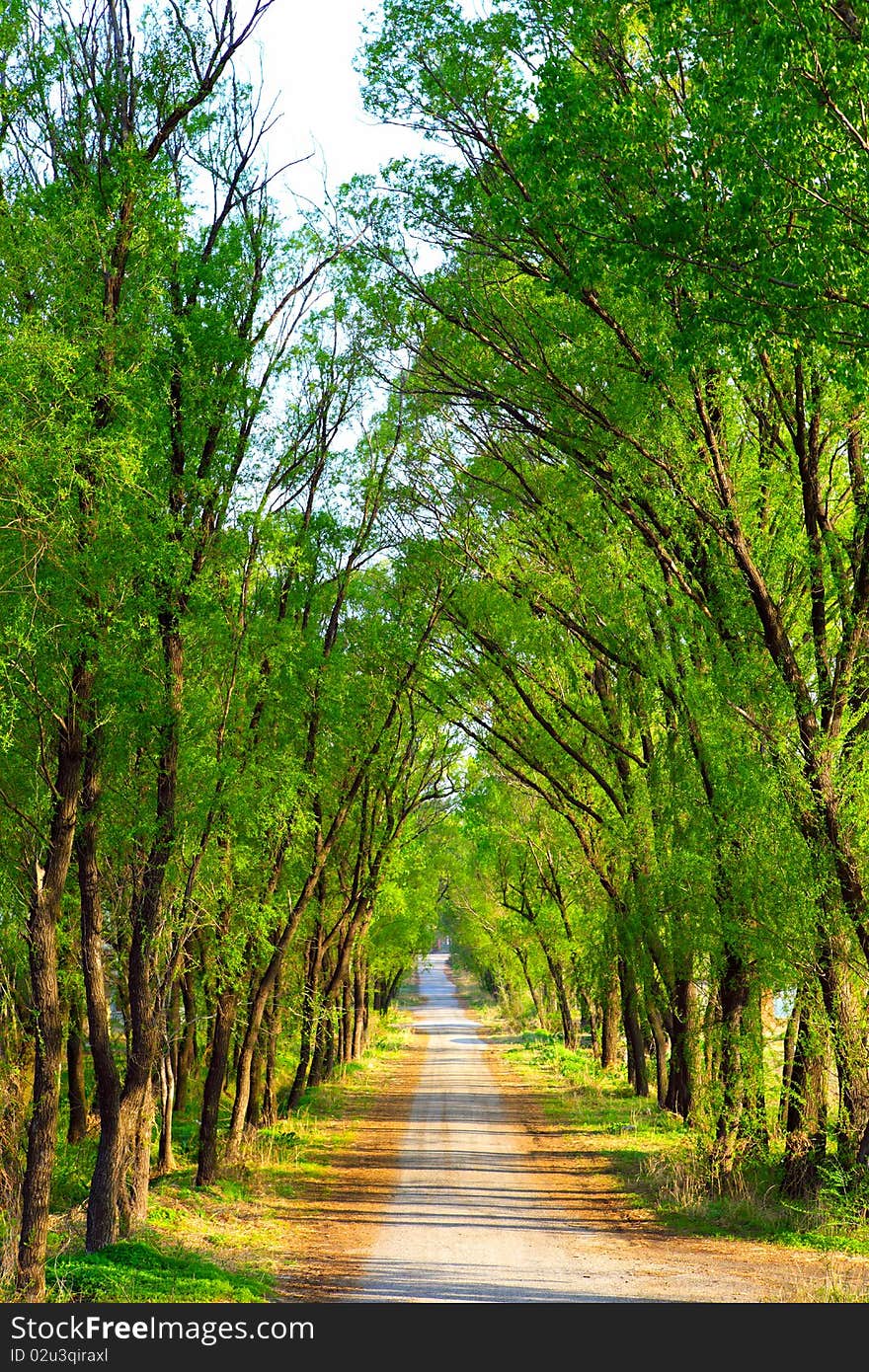 Forest walking path leading into sunshine