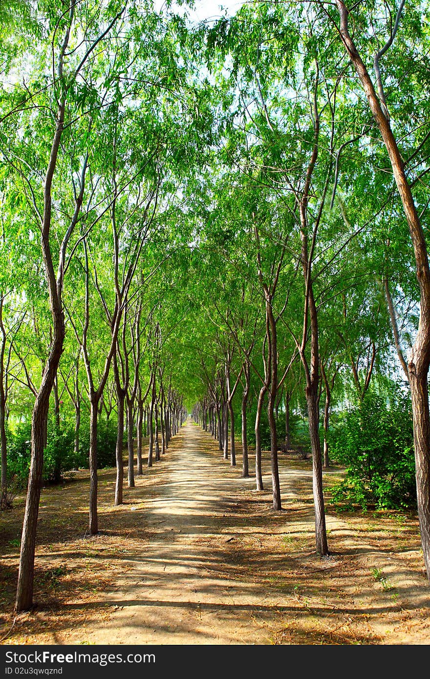 Forest walking path leading into sunshine