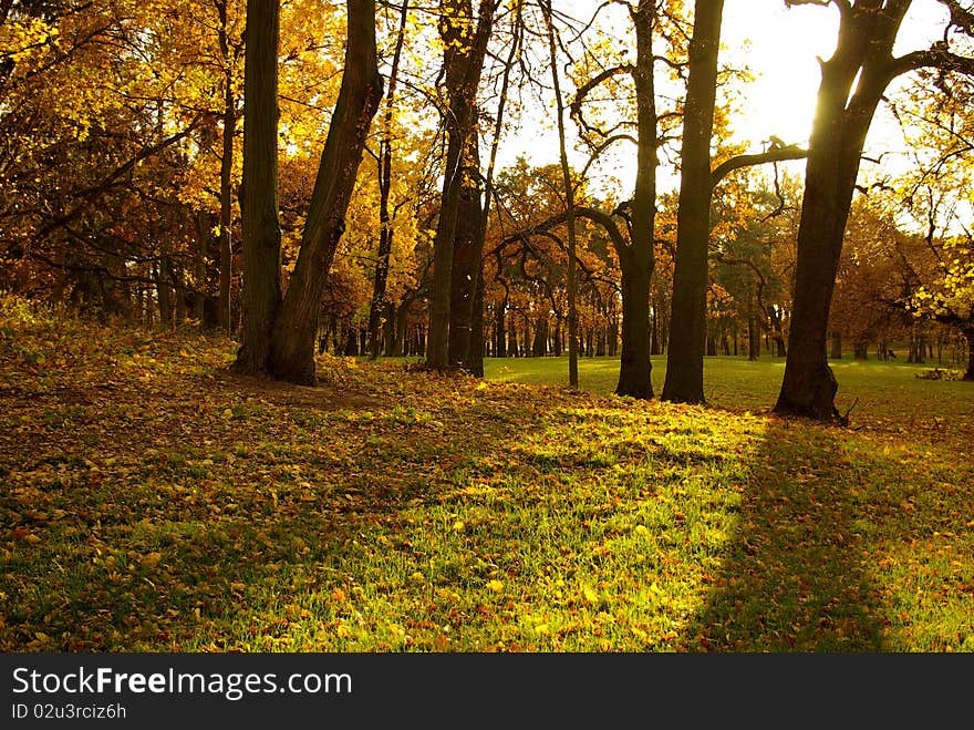 Autumn in the park