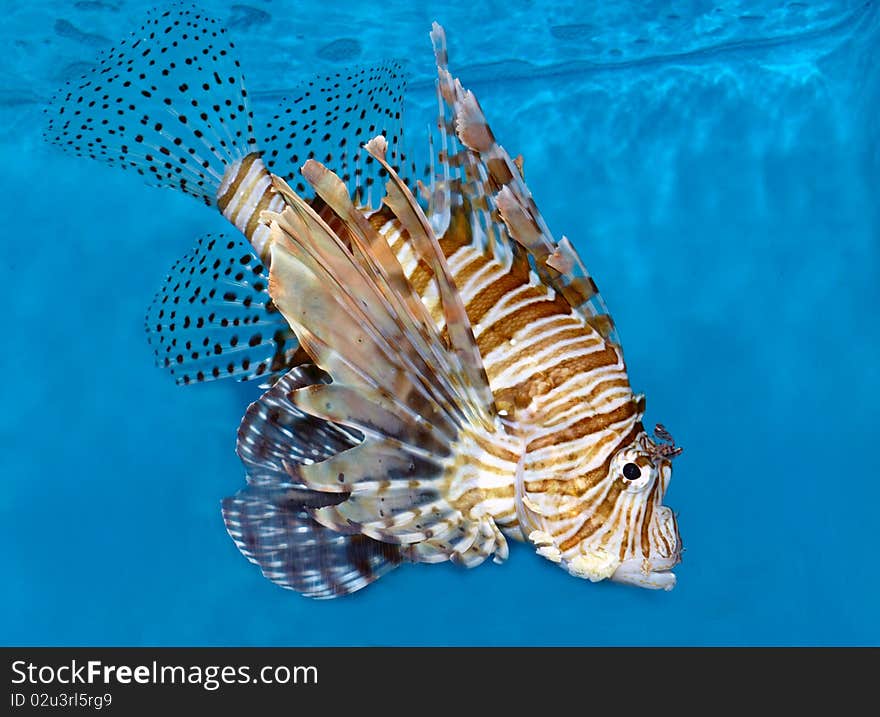 Lionfish