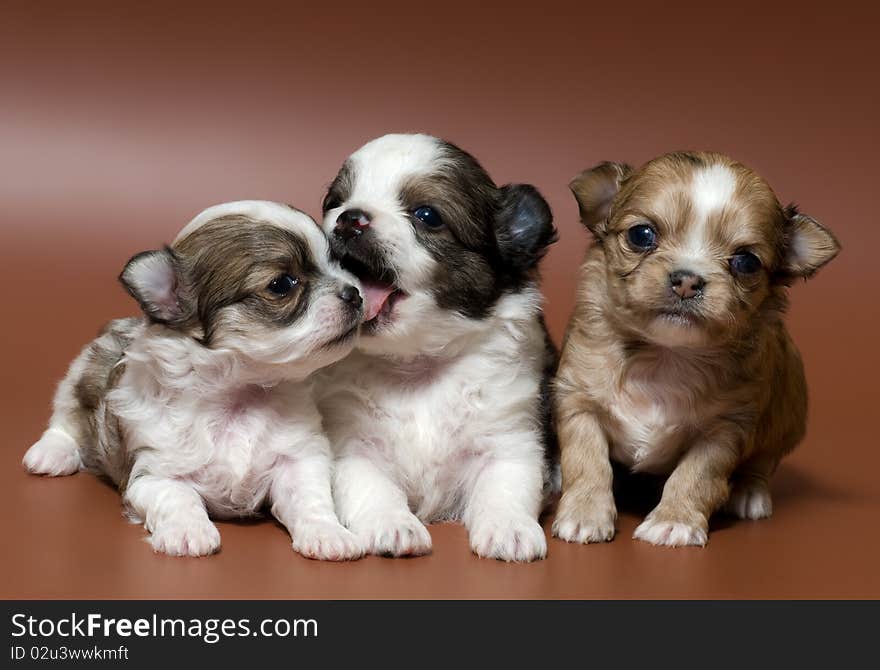 Three puppies of the spitz-dog in studio