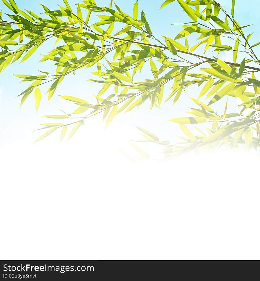 Background With Bamboo