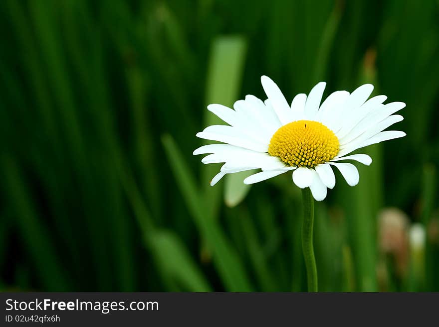 Bright white and yellow daisy