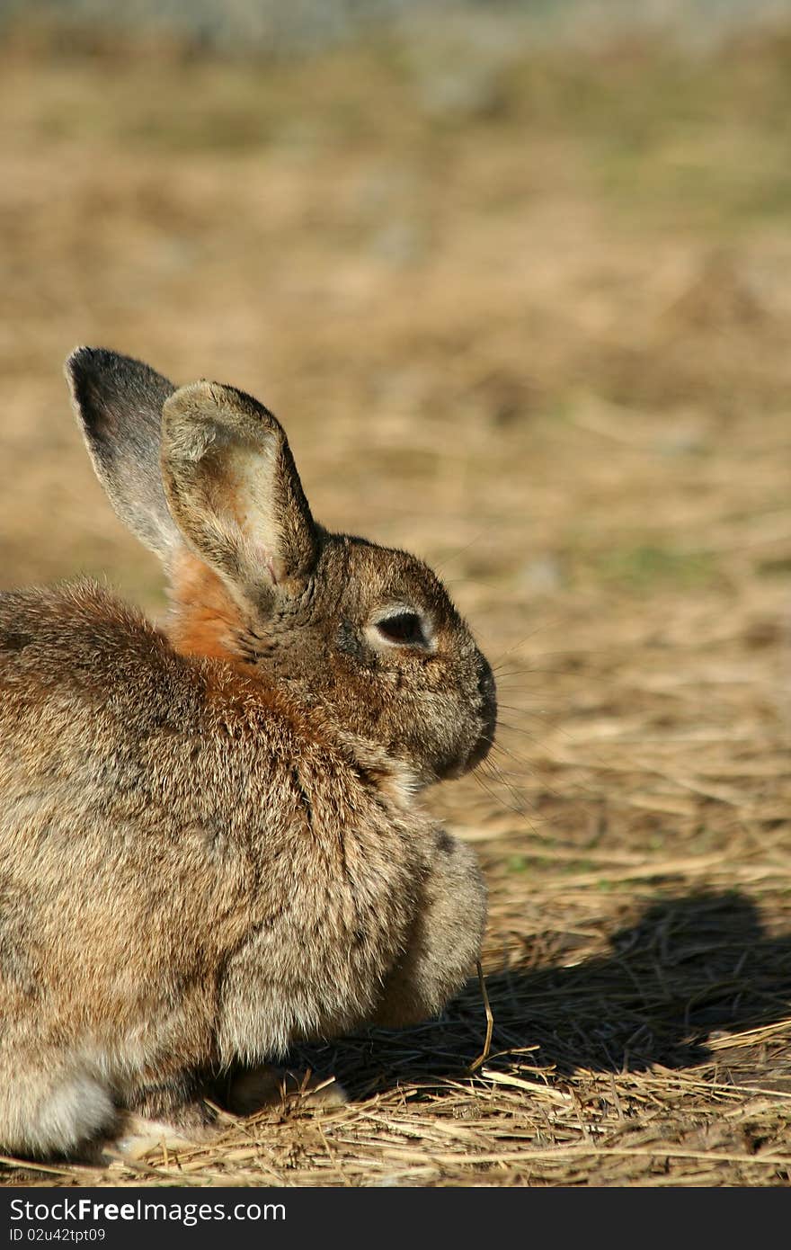 Close up of a rabbit