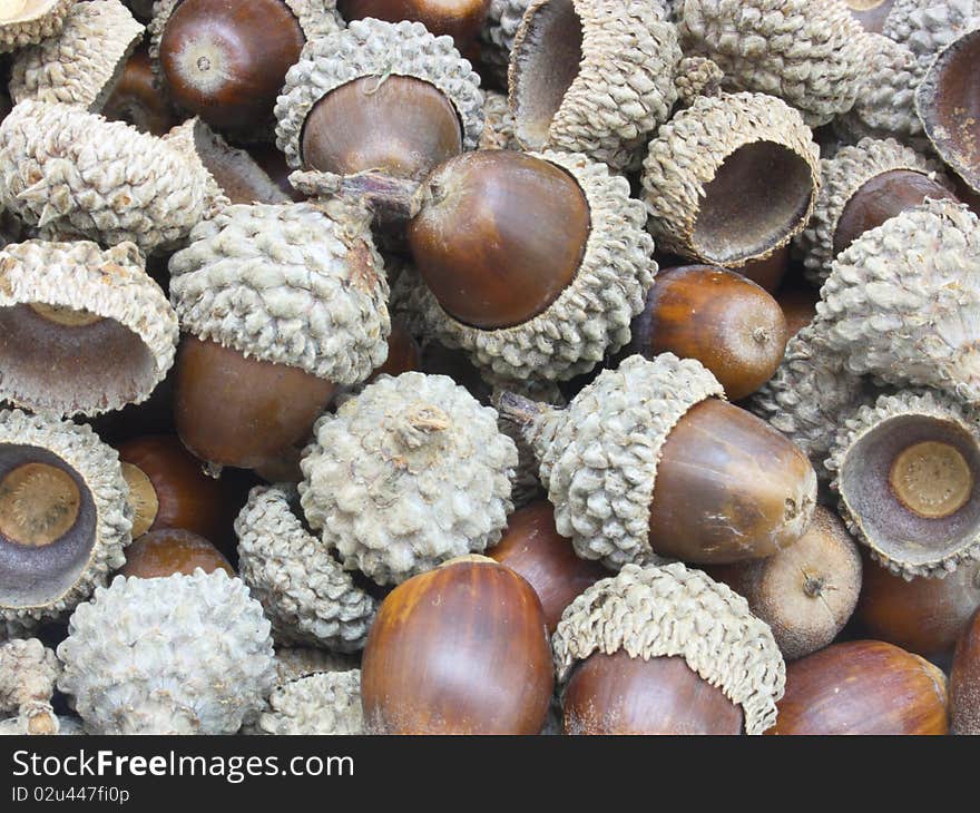 Autumn Acorns