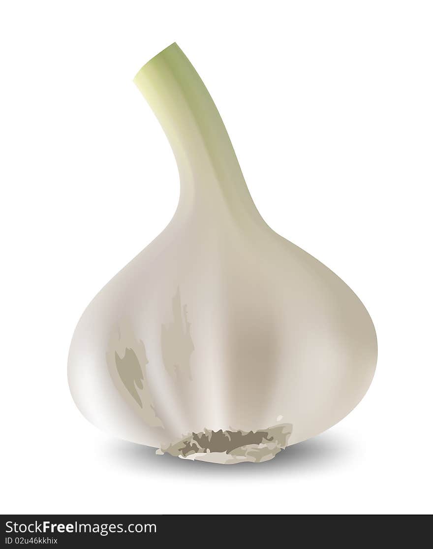 Garlic isolated on white background.