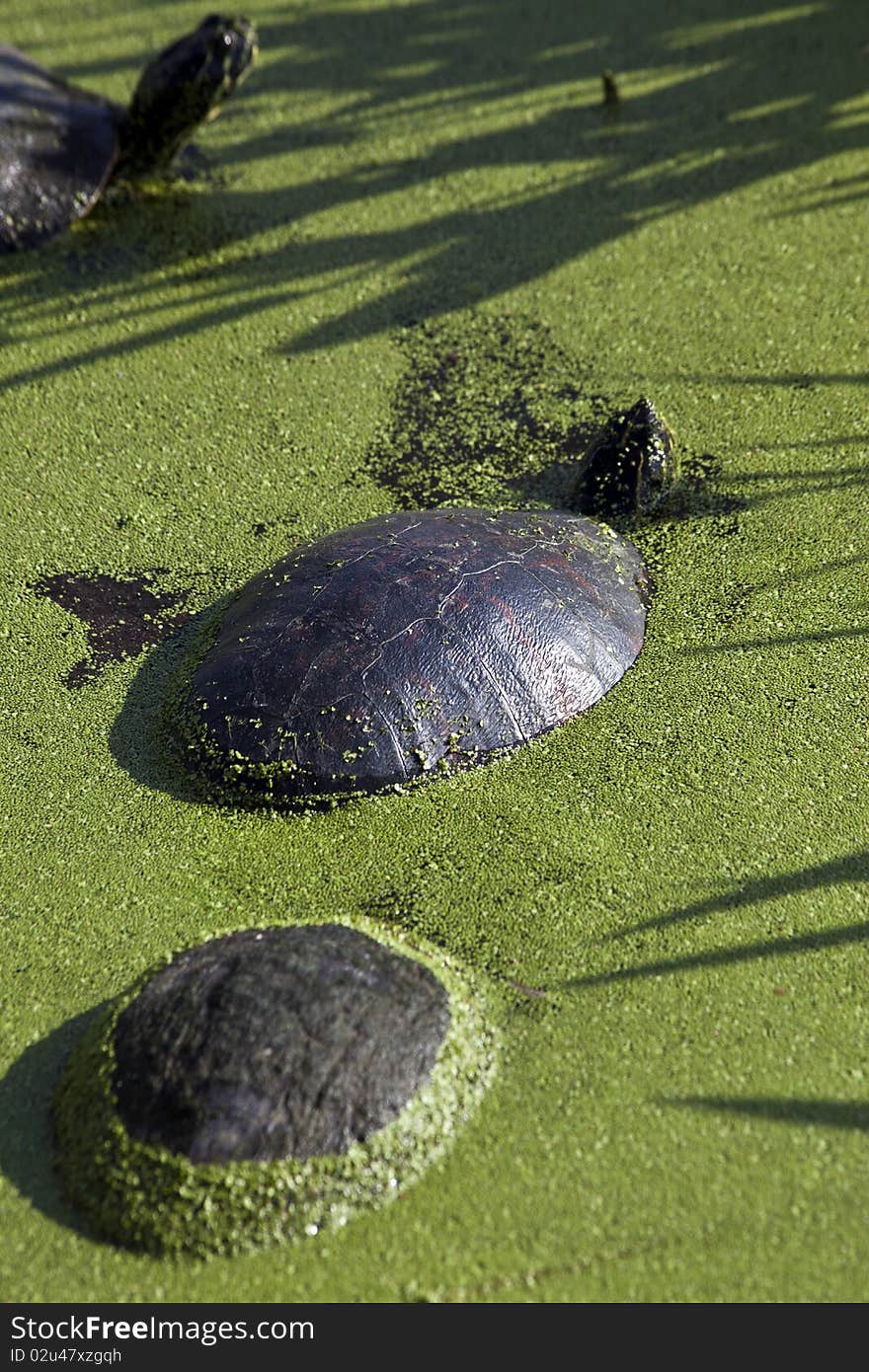 Two trules in the morning sun in the everglades. Two trules in the morning sun in the everglades