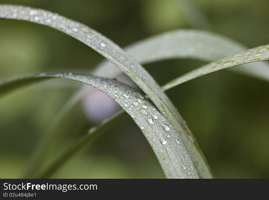 Beads of water on plant leaves