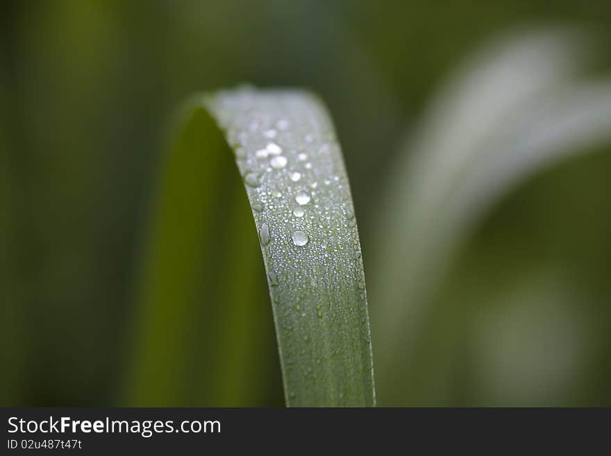 Beads of water on plant leaves