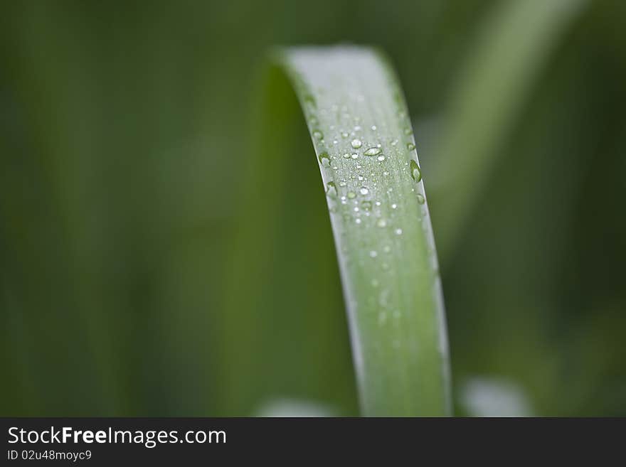 Beads of water on plant leaves in Shakespeare's garden in Central Park, New York City