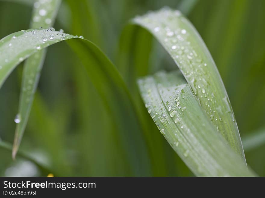 Beads of water on plant leaves in Shakespeare's garden in Central Park, New York City