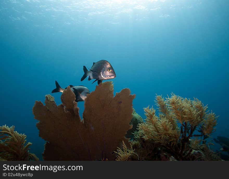 Coral reef off the coast of the Craibbean island, Roatan. Coral reef off the coast of the Craibbean island, Roatan