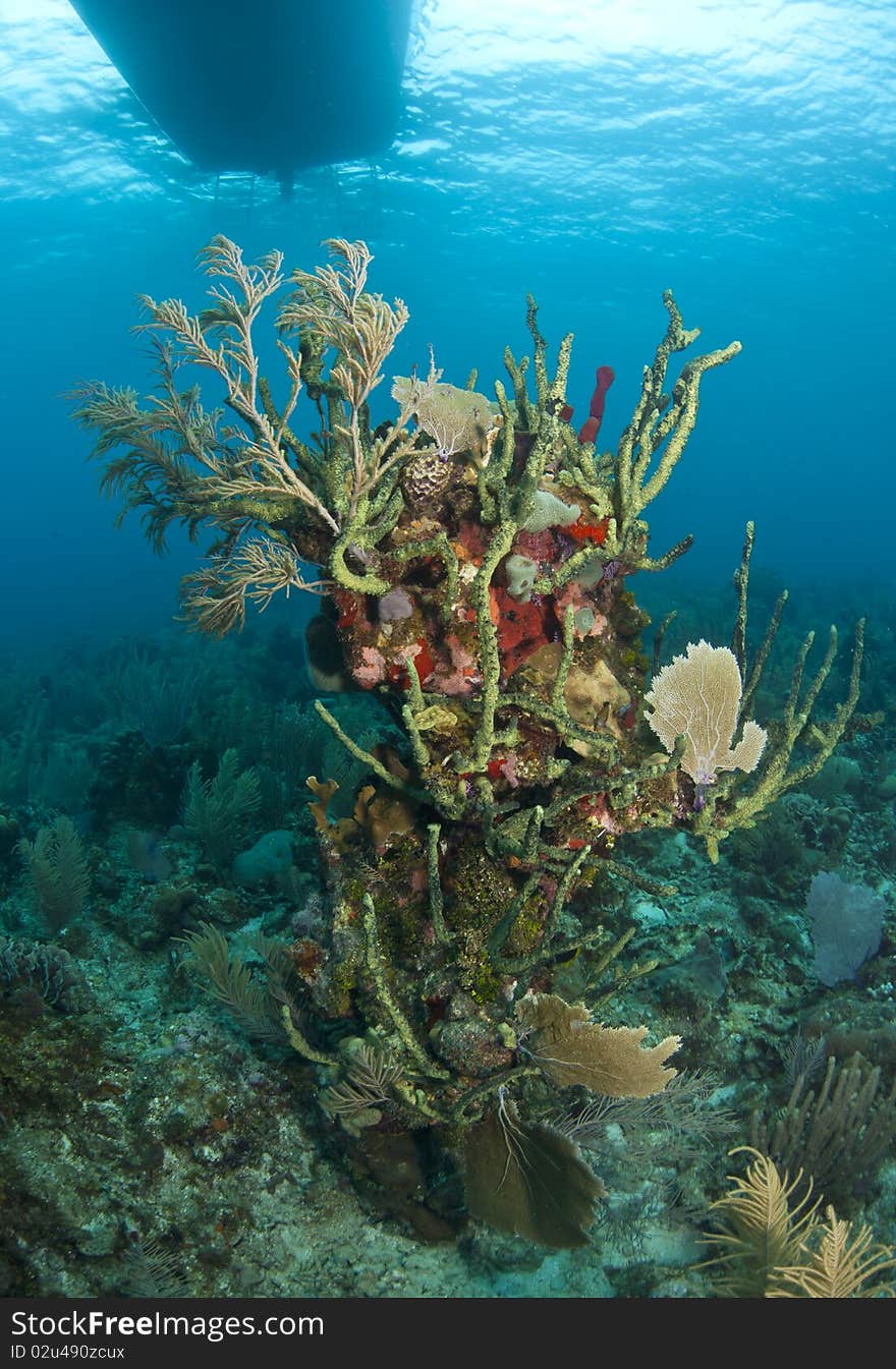 Coral reef off the coast of the Craibbean island, Roatan. Coral reef off the coast of the Craibbean island, Roatan