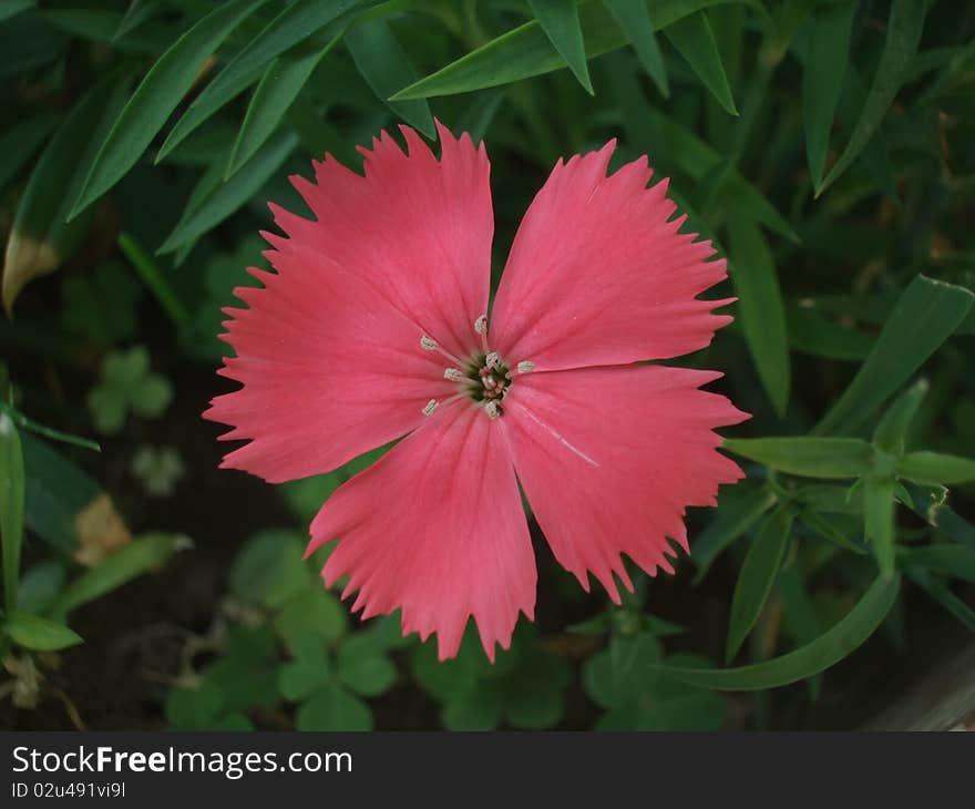 Clavelina, single pink flower on green background. Clavelina, single pink flower on green background