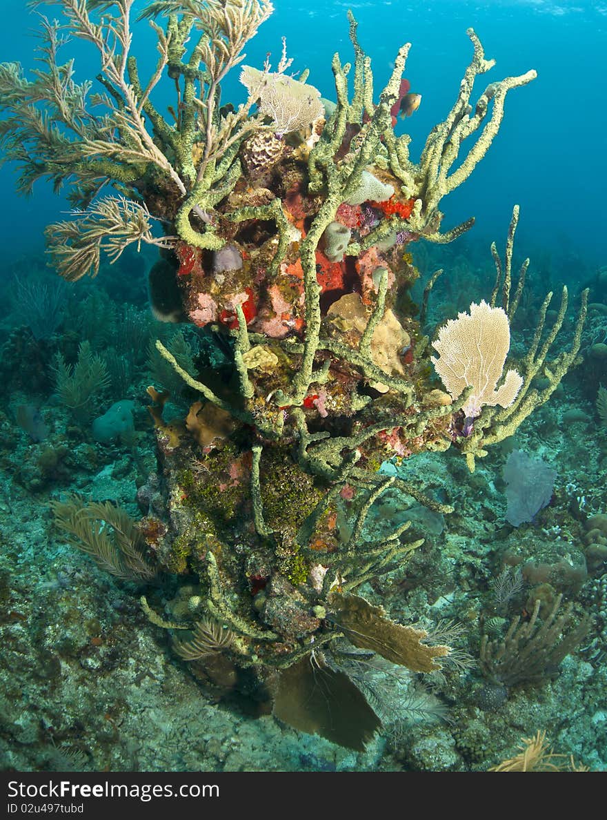 Coral reef off the coast of the Craibbean island, Roatan. Coral reef off the coast of the Craibbean island, Roatan