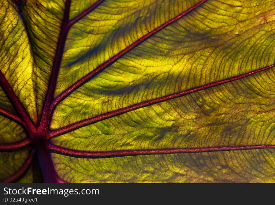 Elephant ear leaf in close up