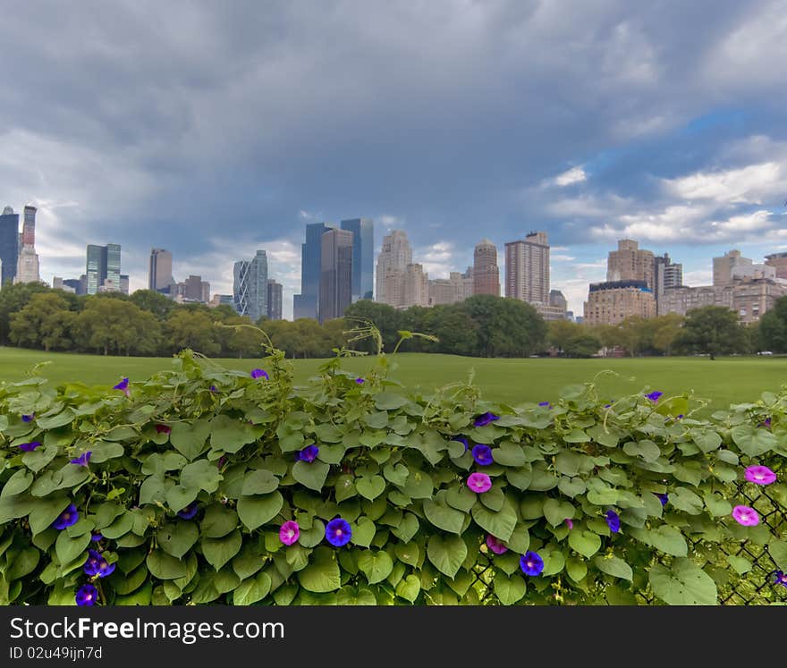 Sheeps head meadow in front of Central Park South with morning glories in foreground. Sheeps head meadow in front of Central Park South with morning glories in foreground