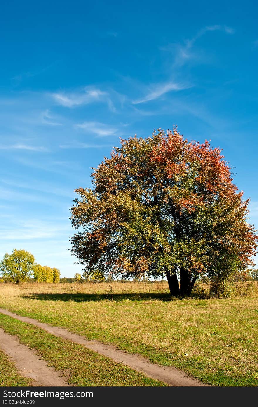 Big tree on green field with blue sky. This is raster image.