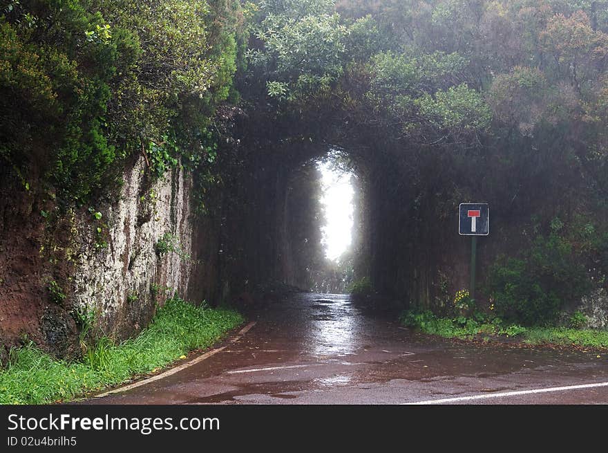 Deadlock Road In The Forest On Canary Island