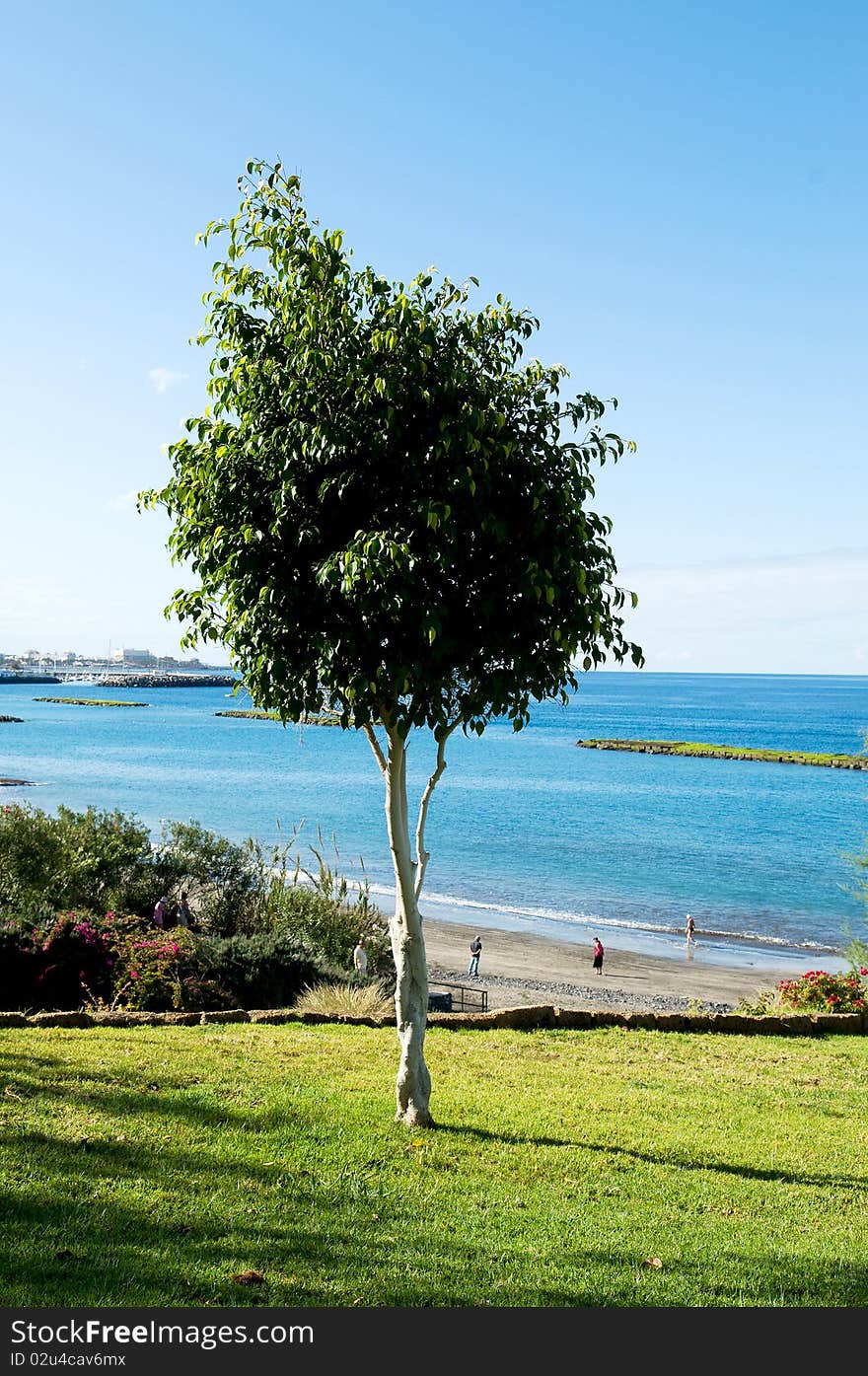 Rubber plant in spring on ocean background on Tenerife. Rubber plant in spring on ocean background on Tenerife