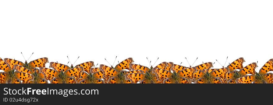 Border of butterflies isolated on a white background