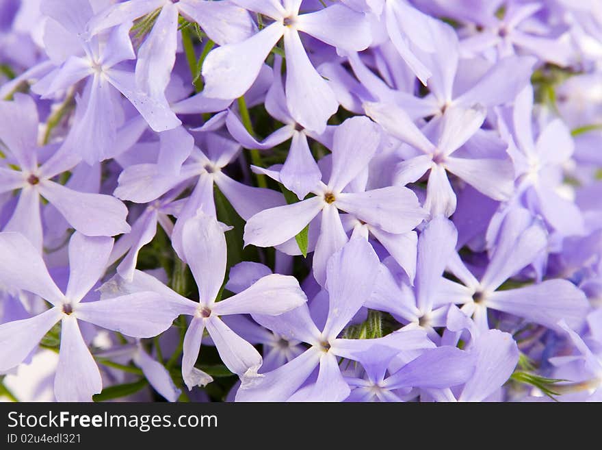 Blue flowers background, bouquet of beautiful flowers