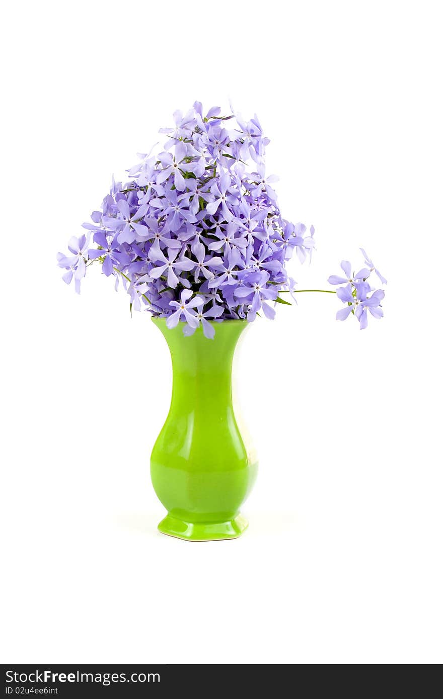 Blue flowers isolated on a white background