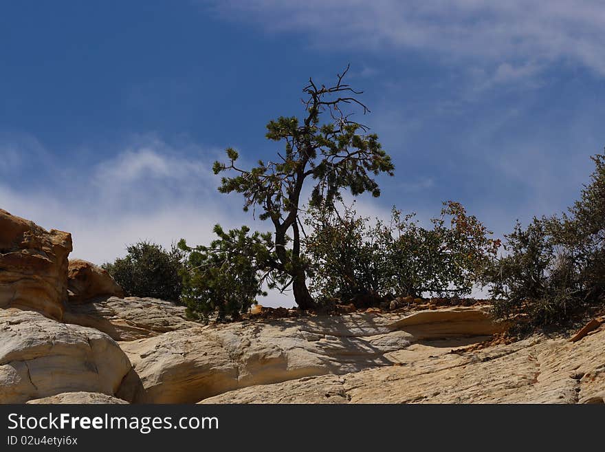 A tree growing on a desert mountain. A tree growing on a desert mountain.