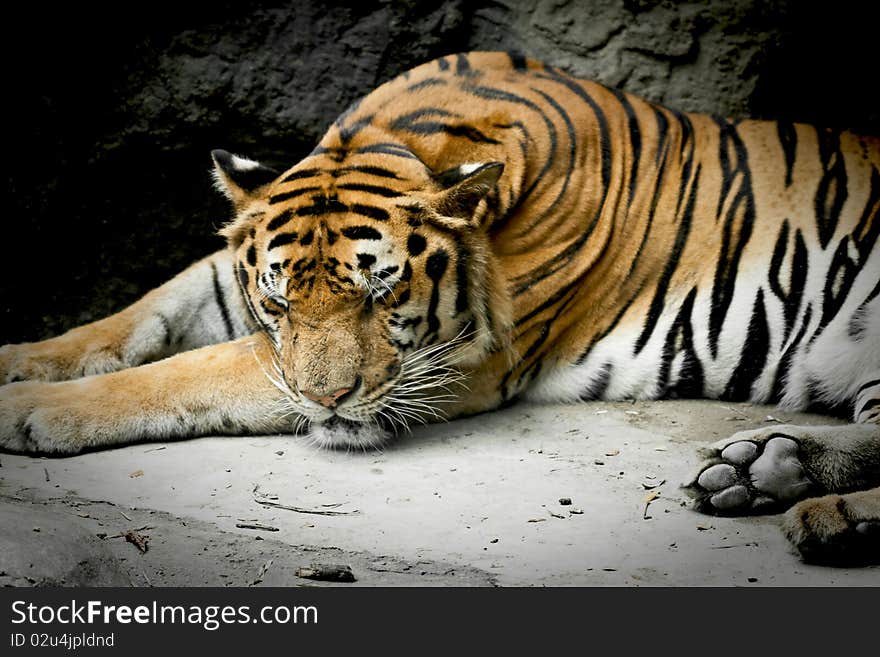 Tiger sleeping