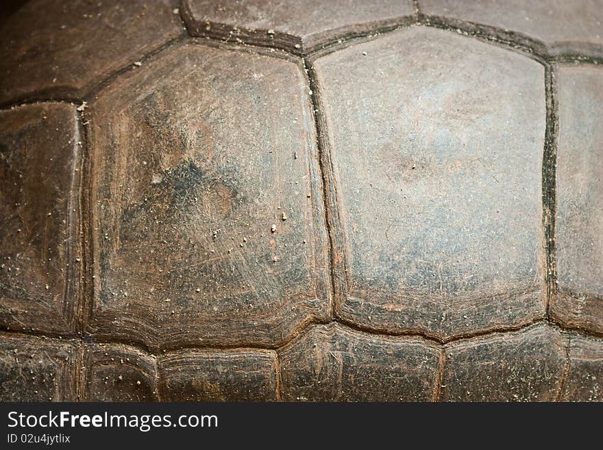 Turtle texture close up background