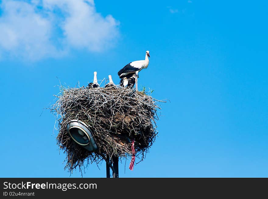 Stork family in straw nest