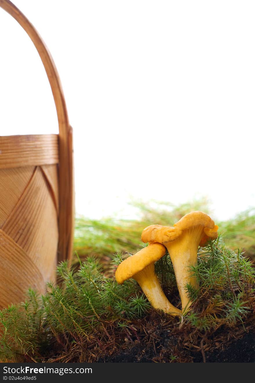 Chanterelles in moss with basket on the white background. Chanterelles in moss with basket on the white background